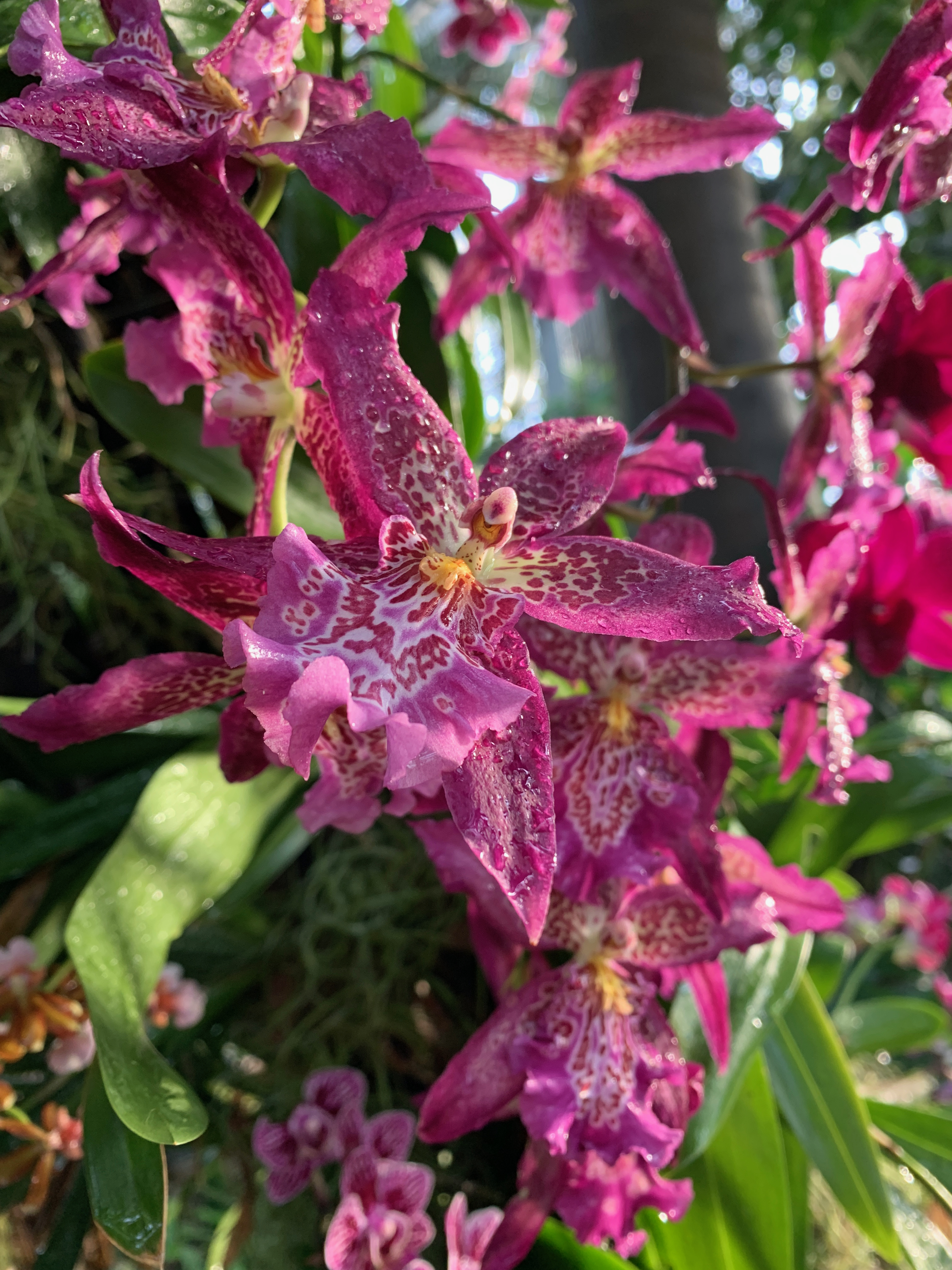 Purple orchids with many water drops