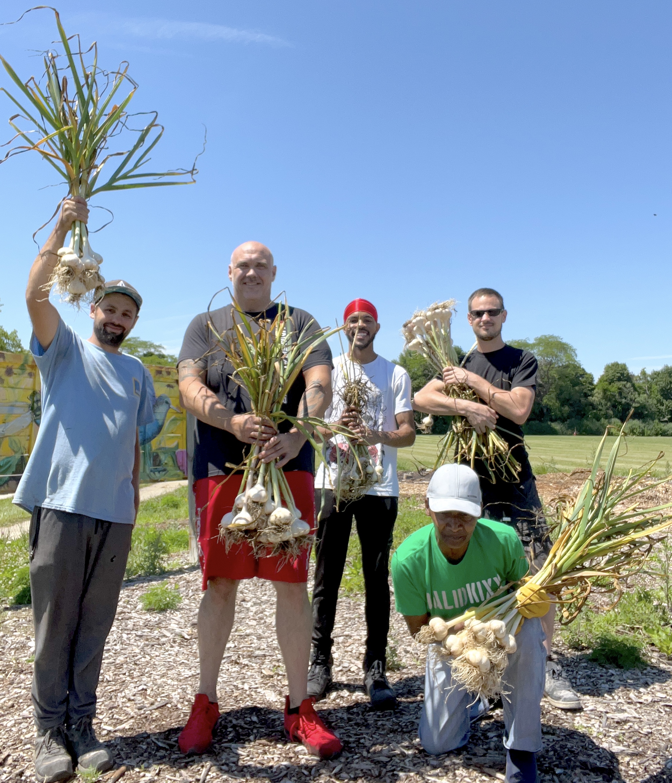 Five people stand in a field, holding large garlic plants