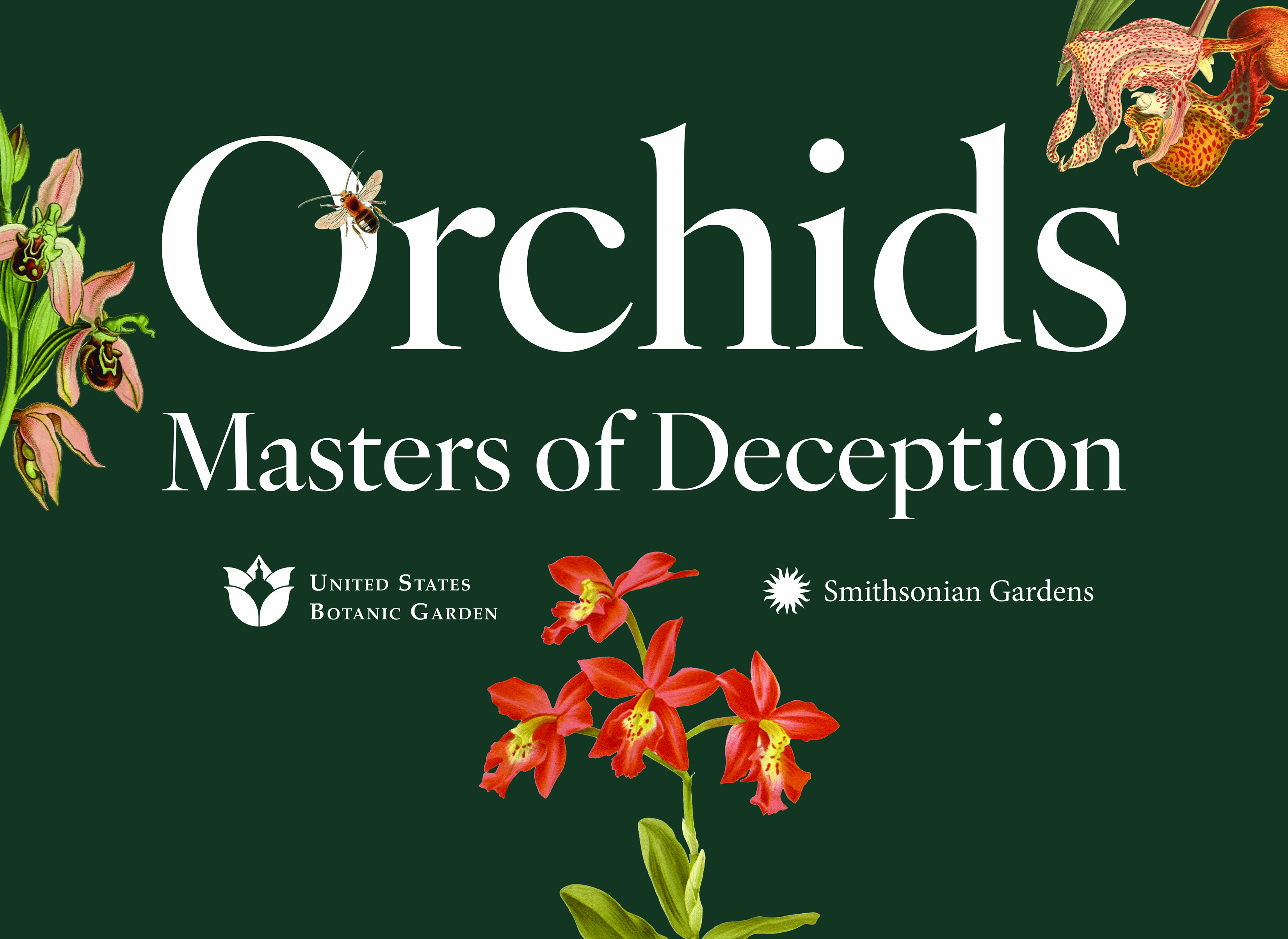 Text Orchids Masters of Deception with an orange orchid flower and a bee