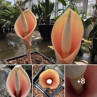 Amorphophallus bulbifer blooms