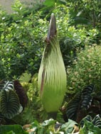 Titan arum