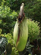 Titan arum