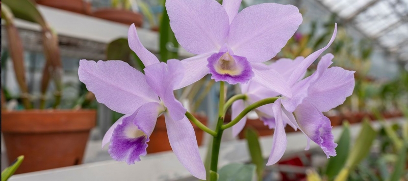 purple cattleya orchid in U.S. Botanic Garden greenhouse