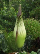 Titan arum