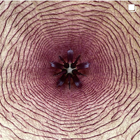 carrion flower Stapelia gigantea