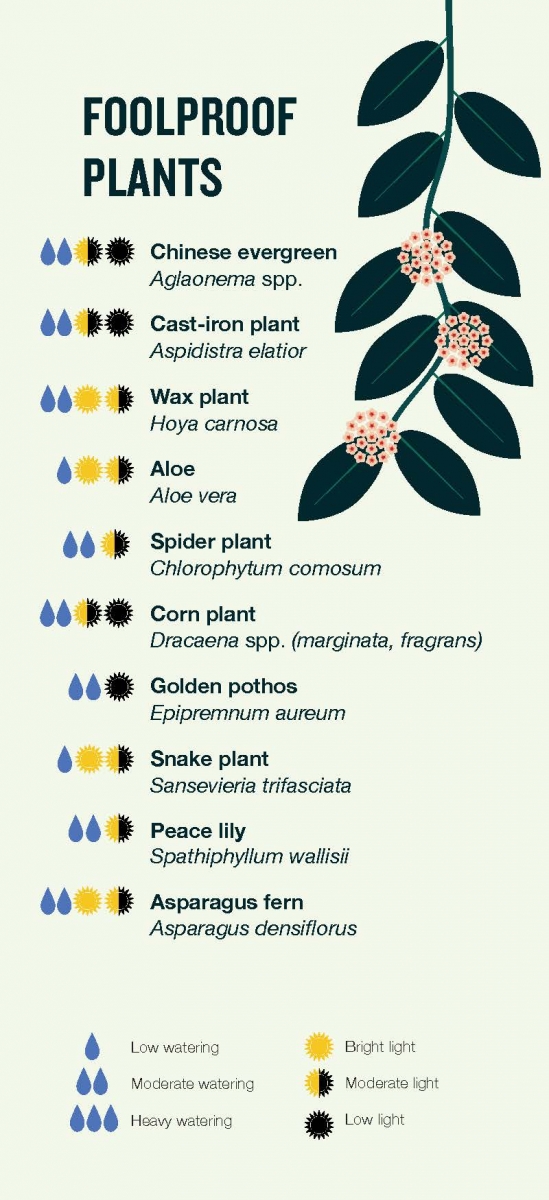 Foolproof plant recommendations -- Chinese evergreen, cast-iron plant, wax plant, aloe, spider plant, corn plant, golden pothos, snake plant, peace lily, asparagus fern