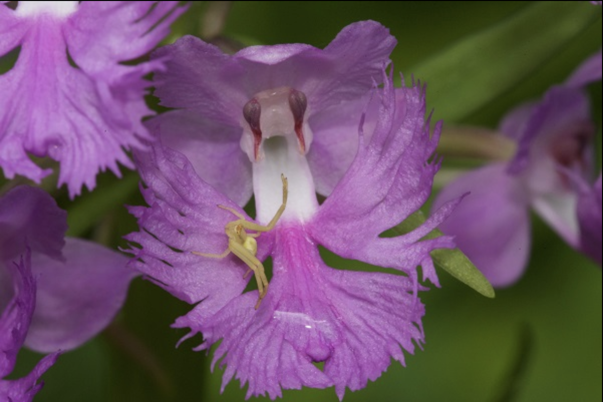 Lesser Purple Fringed Orchid (Platanthera psycodes) - photo by John Gange