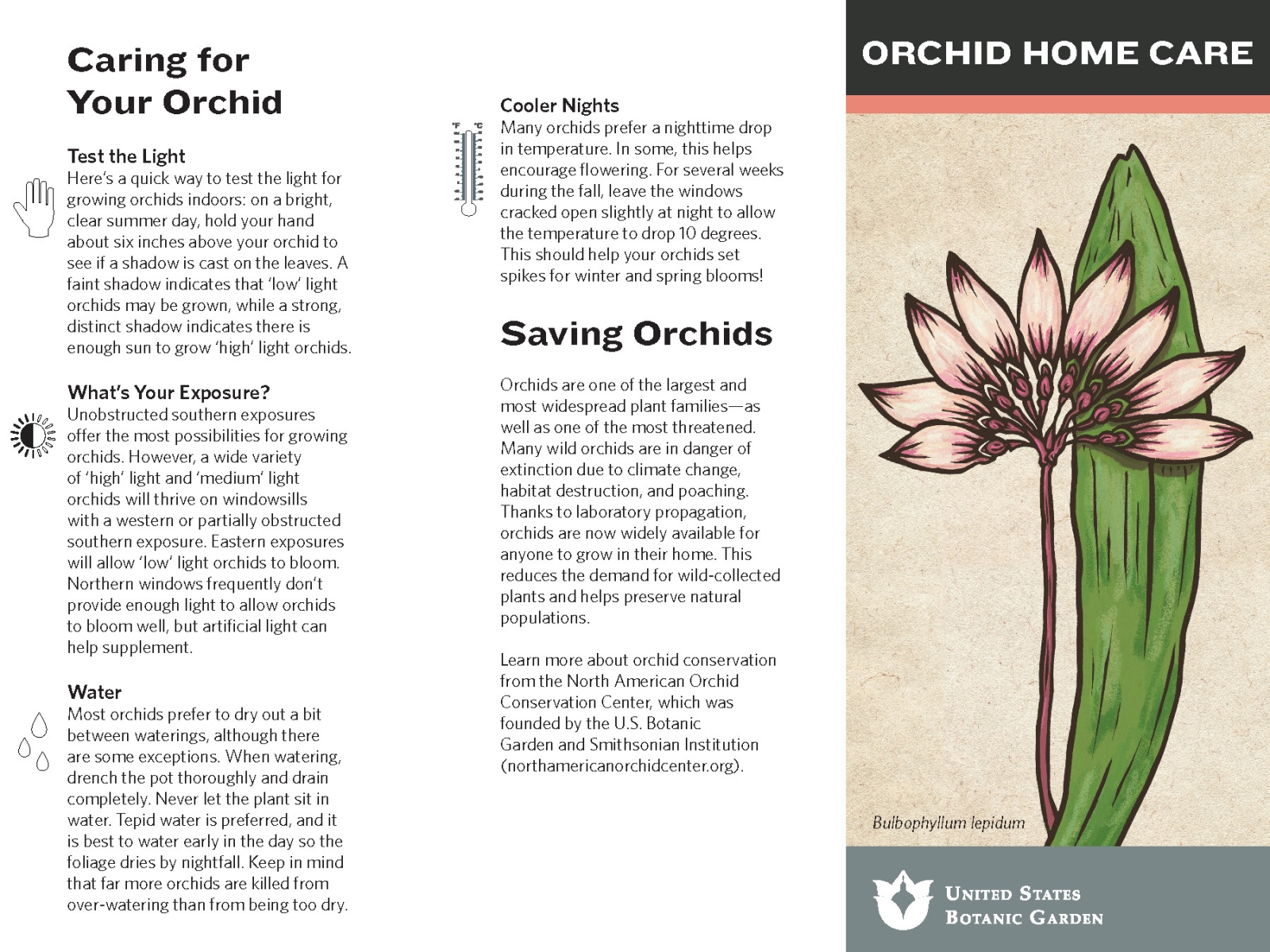 How to care for orchids in your home