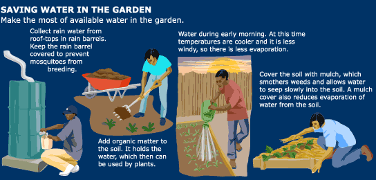 saving water in the garden