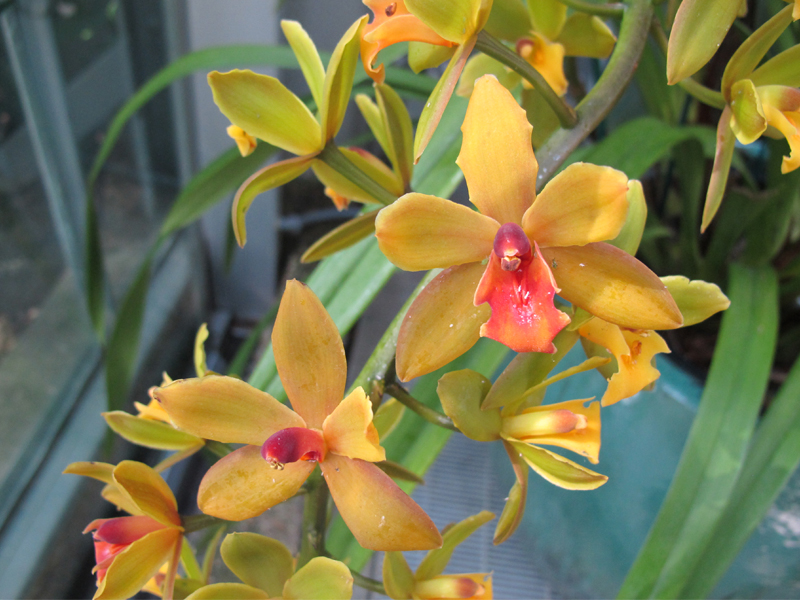 A large yellow and gold orchid