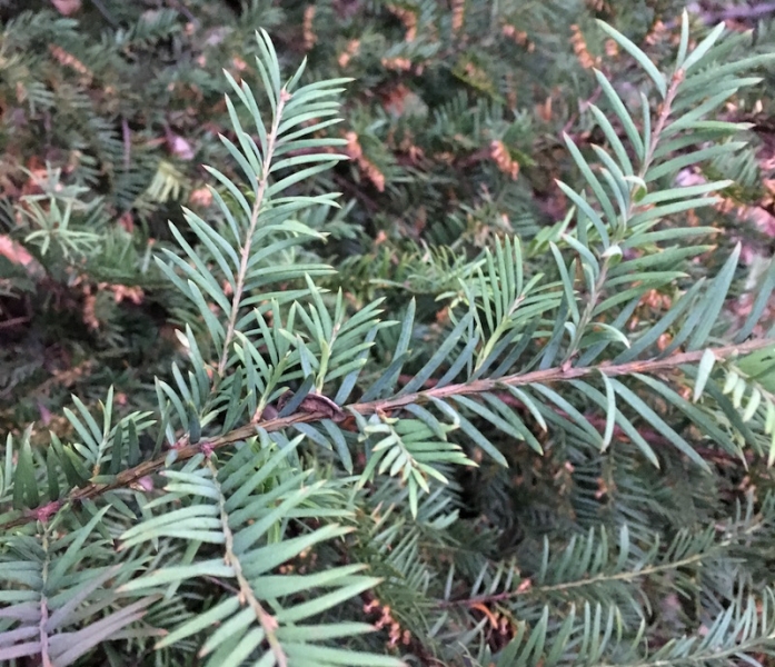 many short green-blue leaves are arranged on a brown stem