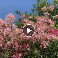 Pink rhododendron flowers