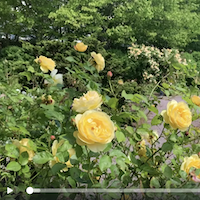 Yellow rose flowers in the Rose Garden