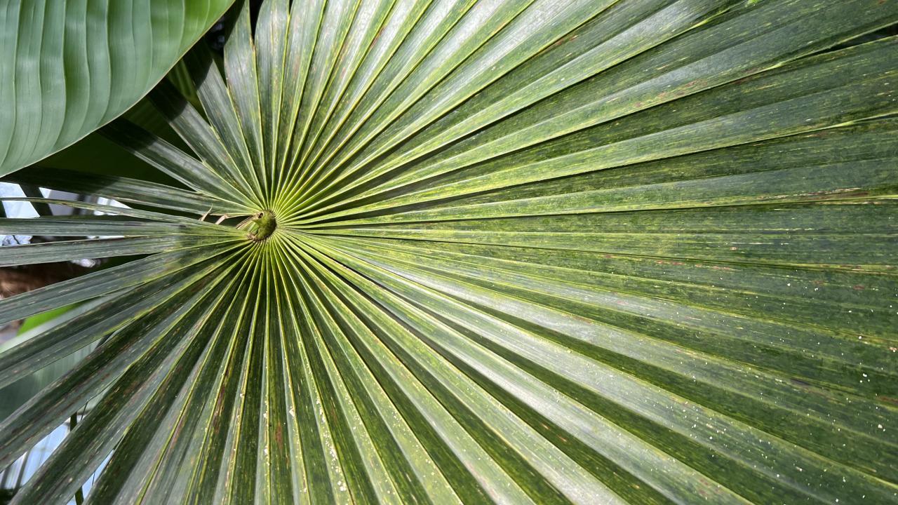 Close up of a green fan-shaped palm leaf