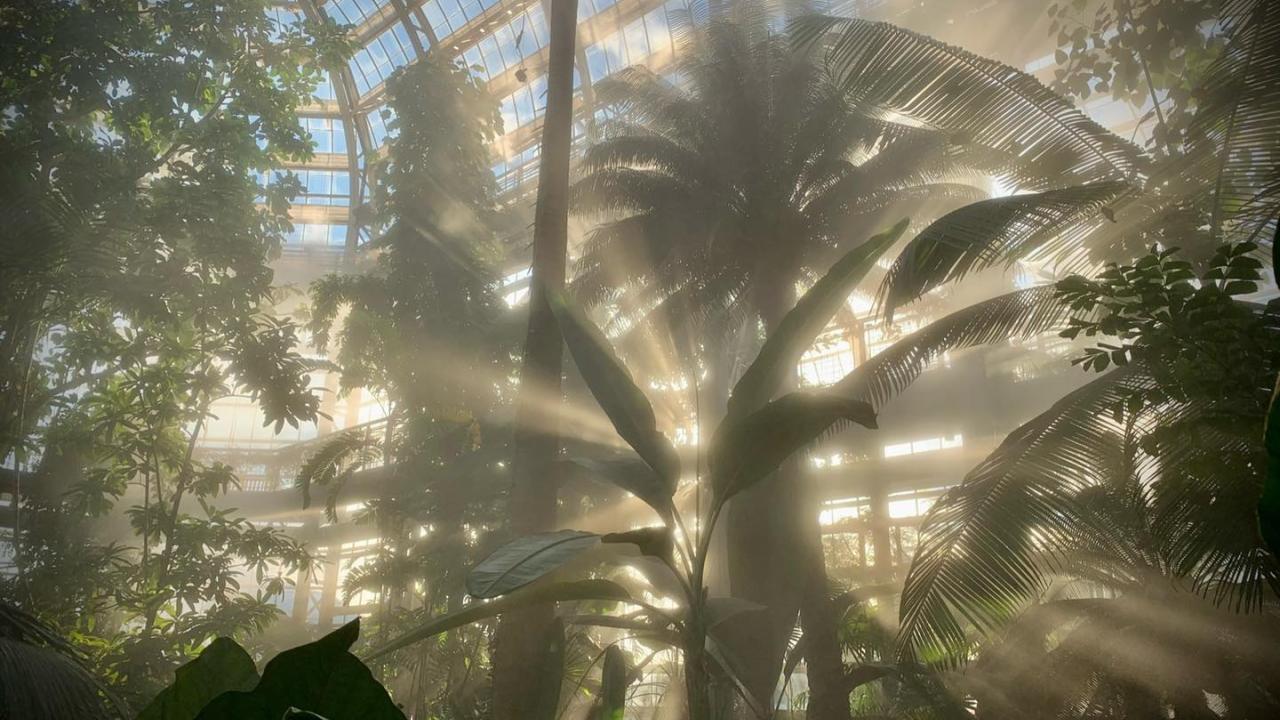 Sunlight streams through a misty greenhouse full of palms and tropical plants