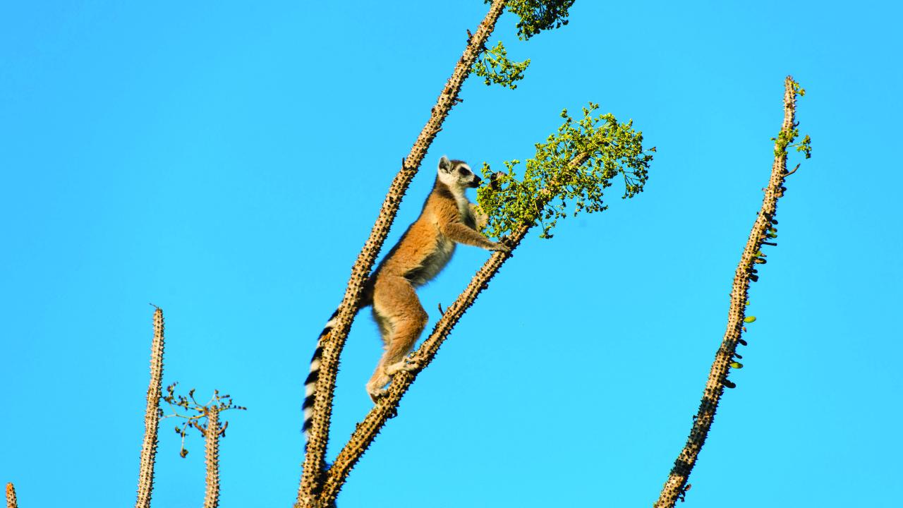 a lenur sits on a ocotillo plant, eating leaves