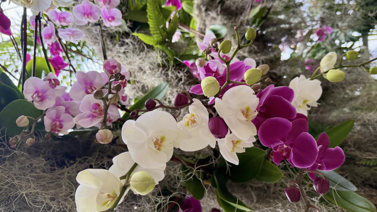 dozens of white, pink, and purple orchids