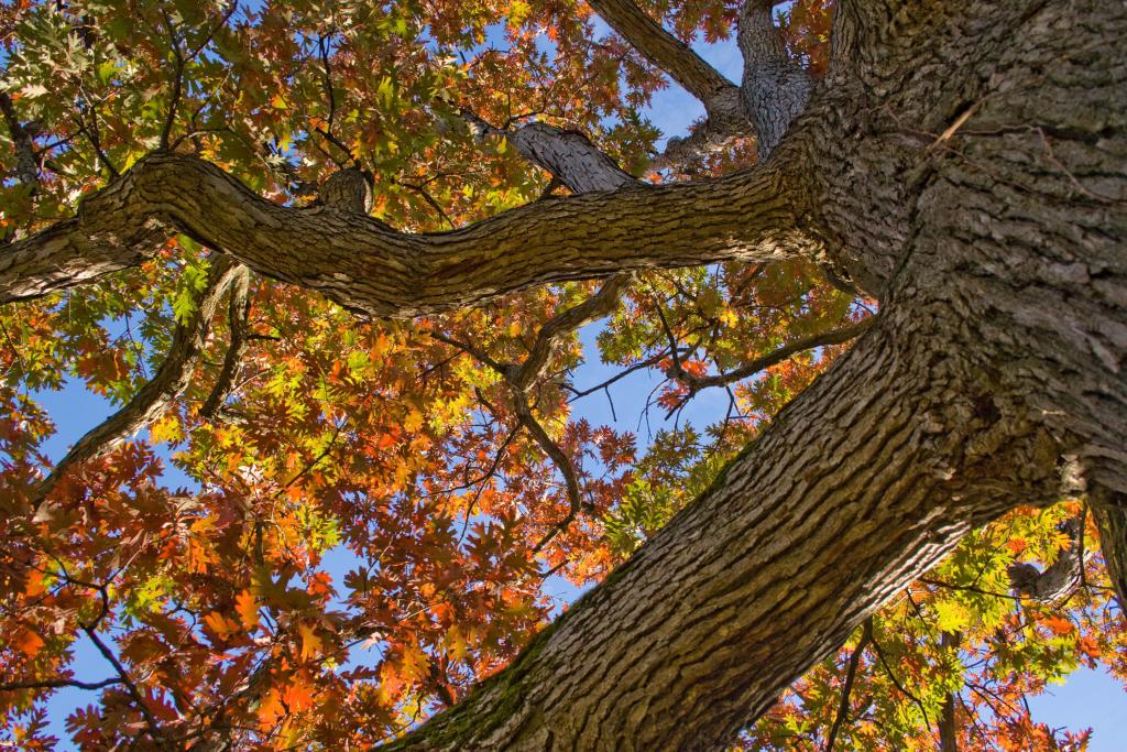 bur oak (<em>Quercus macrocarpa</em>)