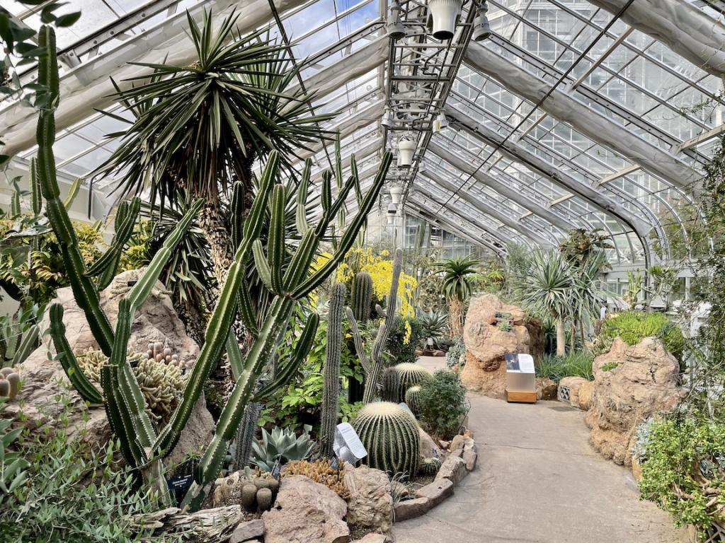 A greenhouse full of cacti ranging from short and round to tall and skinny