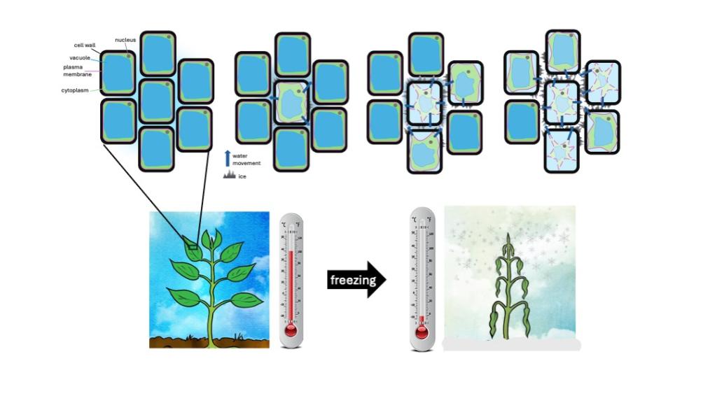 water moves between plant cell walls when the temperature drops to freezing