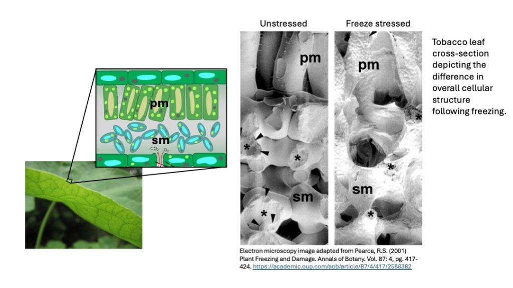 electron microscope image showing plant cells before and after freeze damage