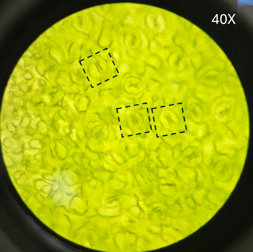 plant stomata viewed through a microscope