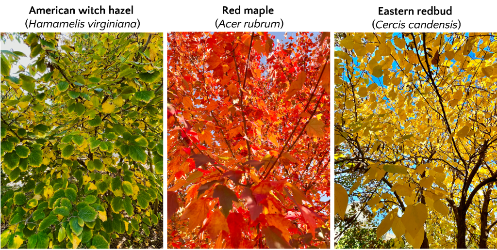 a photo of green, orange, and yellow leaves