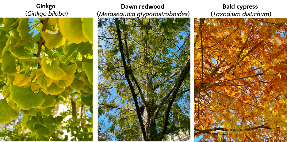 green and orange leaves