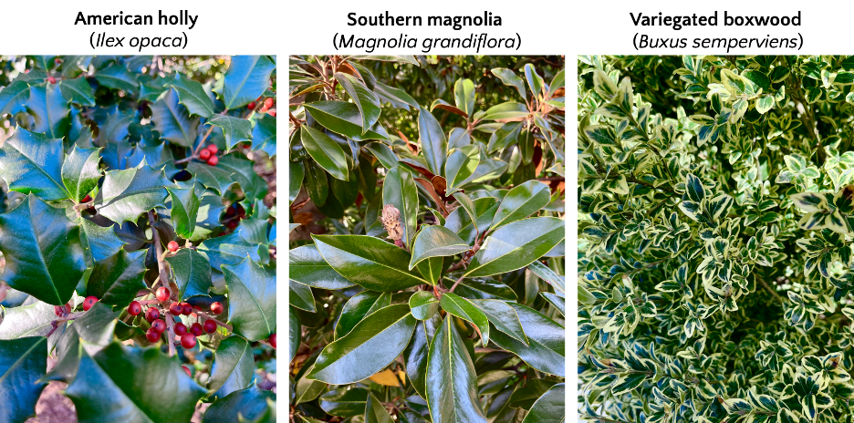 evergreen leaves of holly, magnolia, and boxwood