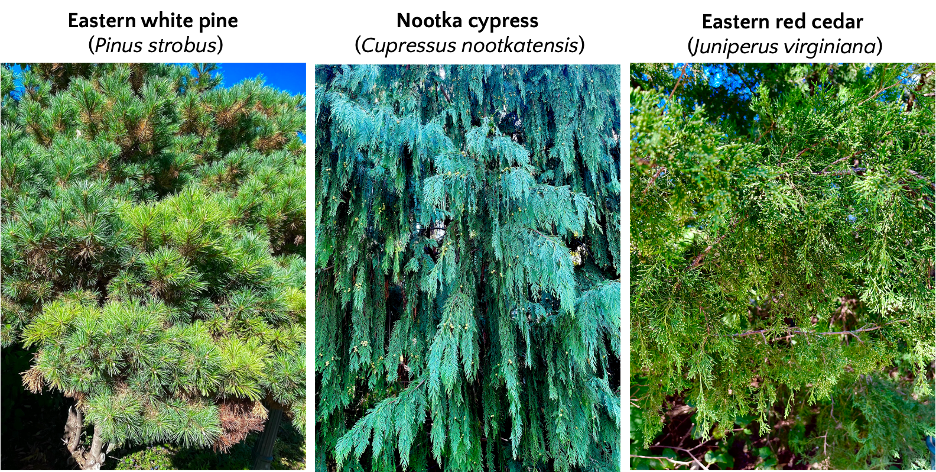 green and blue leaves of evergreen trees