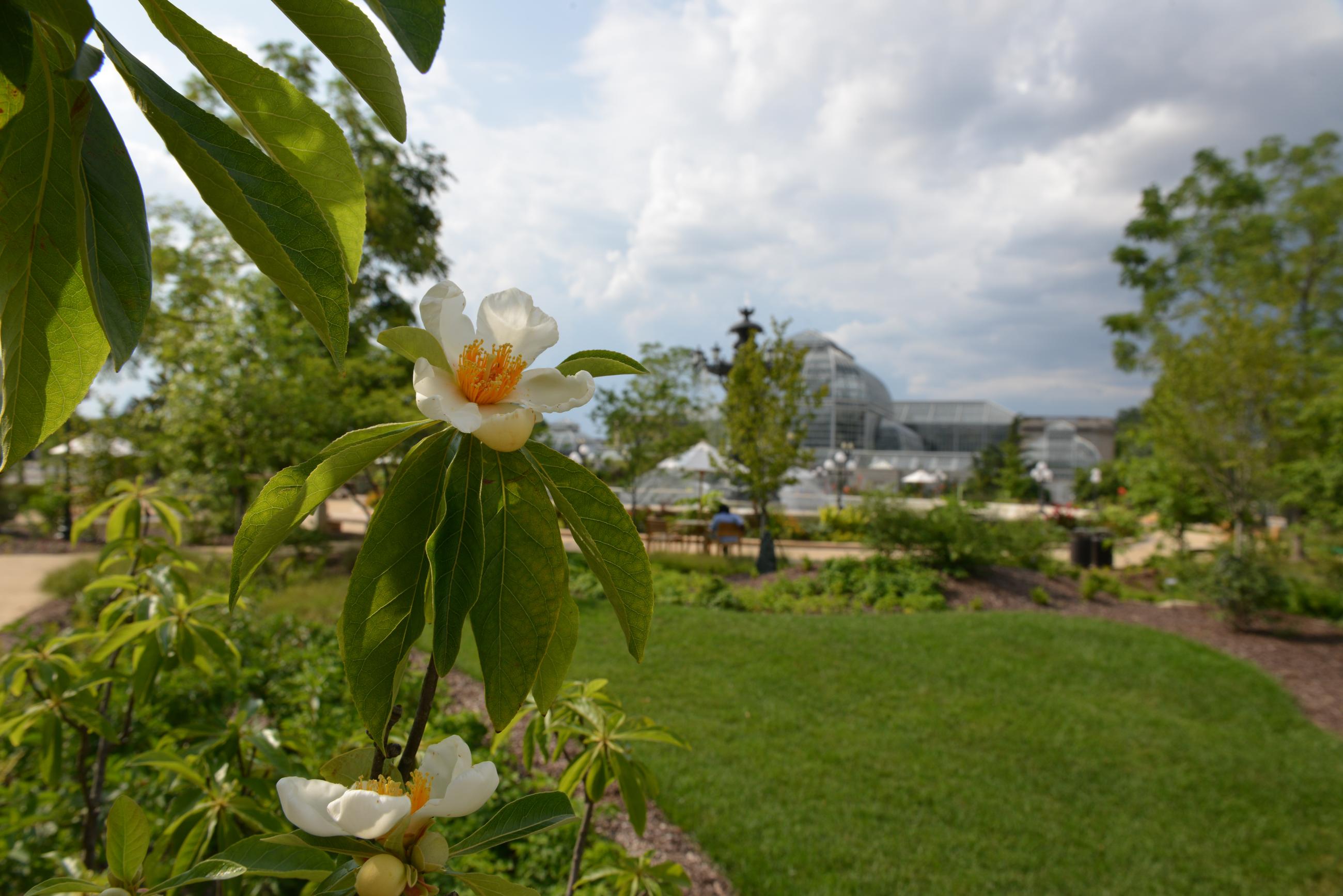 The white-and-yellow tree flower is surrounded by green vegetation