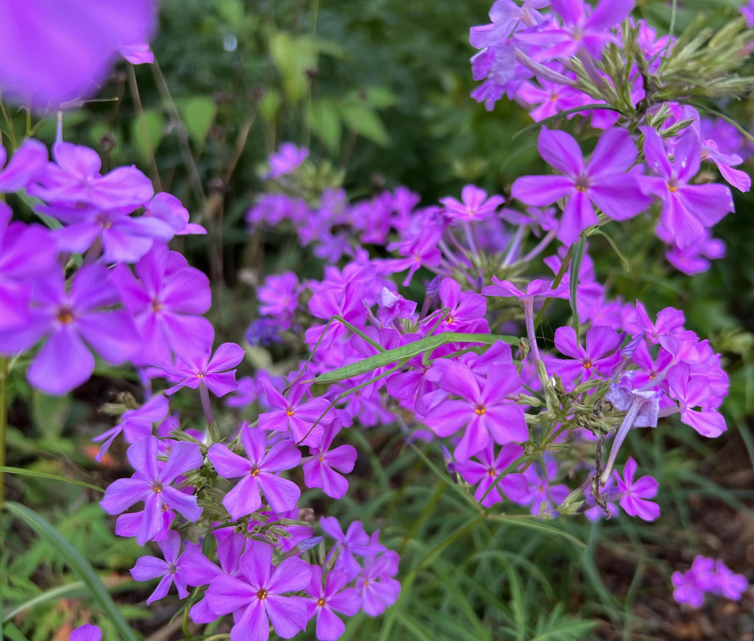 Pink-purple flowers of Phlox floridana with a green preying mantis on the stem