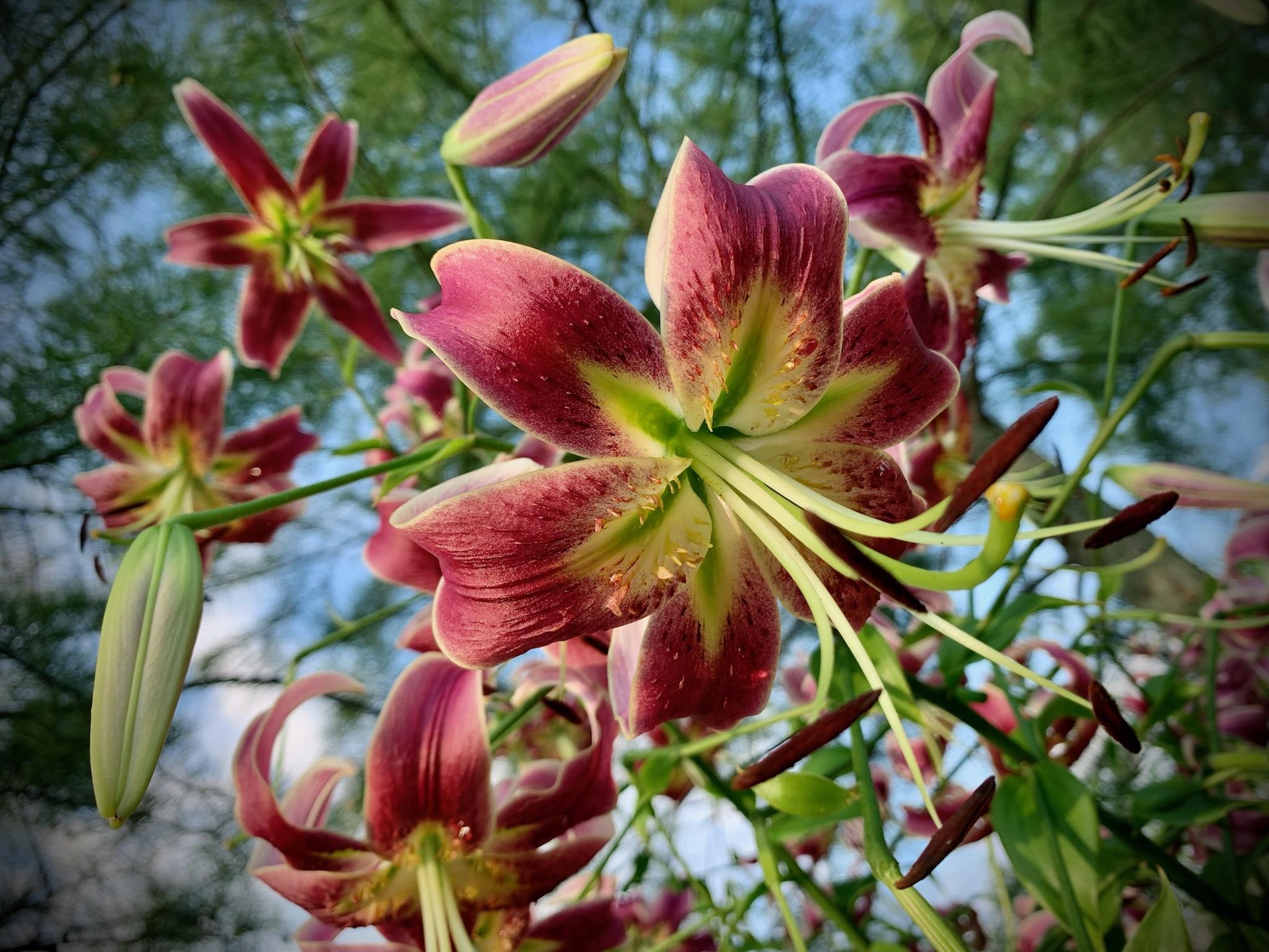 Looking up into hanging blooms of pink lily flowers