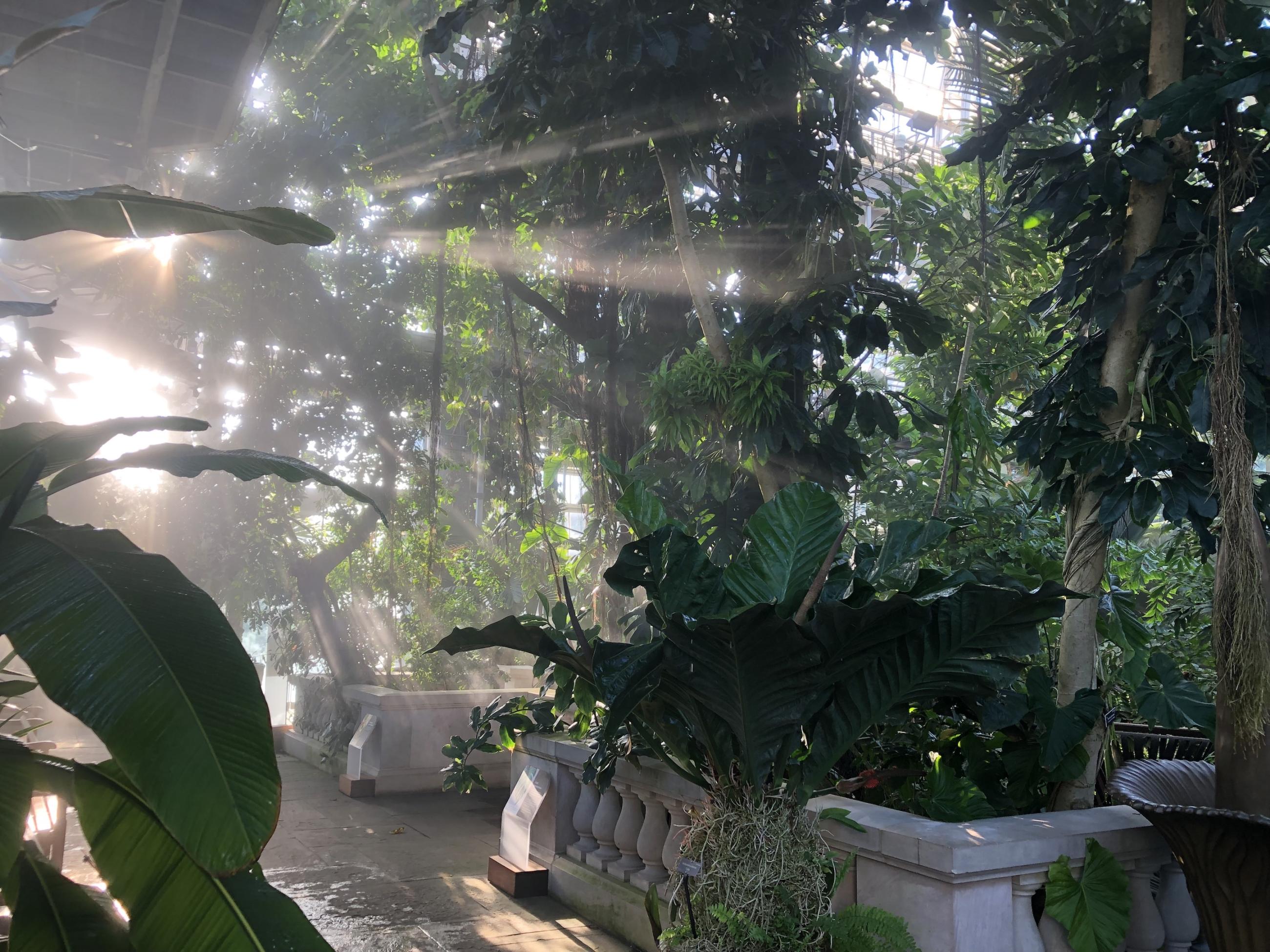 Sun beams stream through tropical vines and palm trees in a conservatory