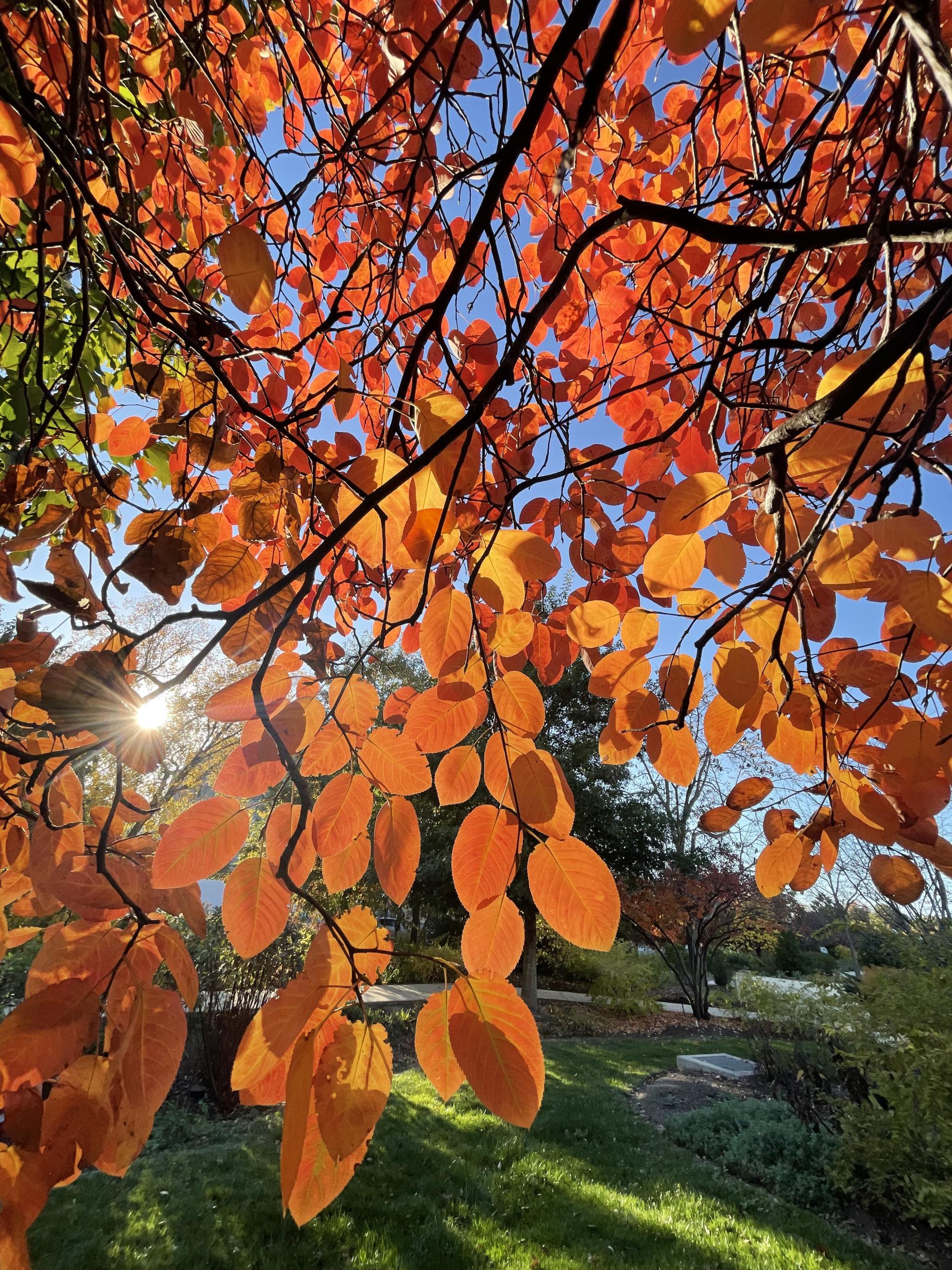 Fall leaves - Amelanchier lamarckii