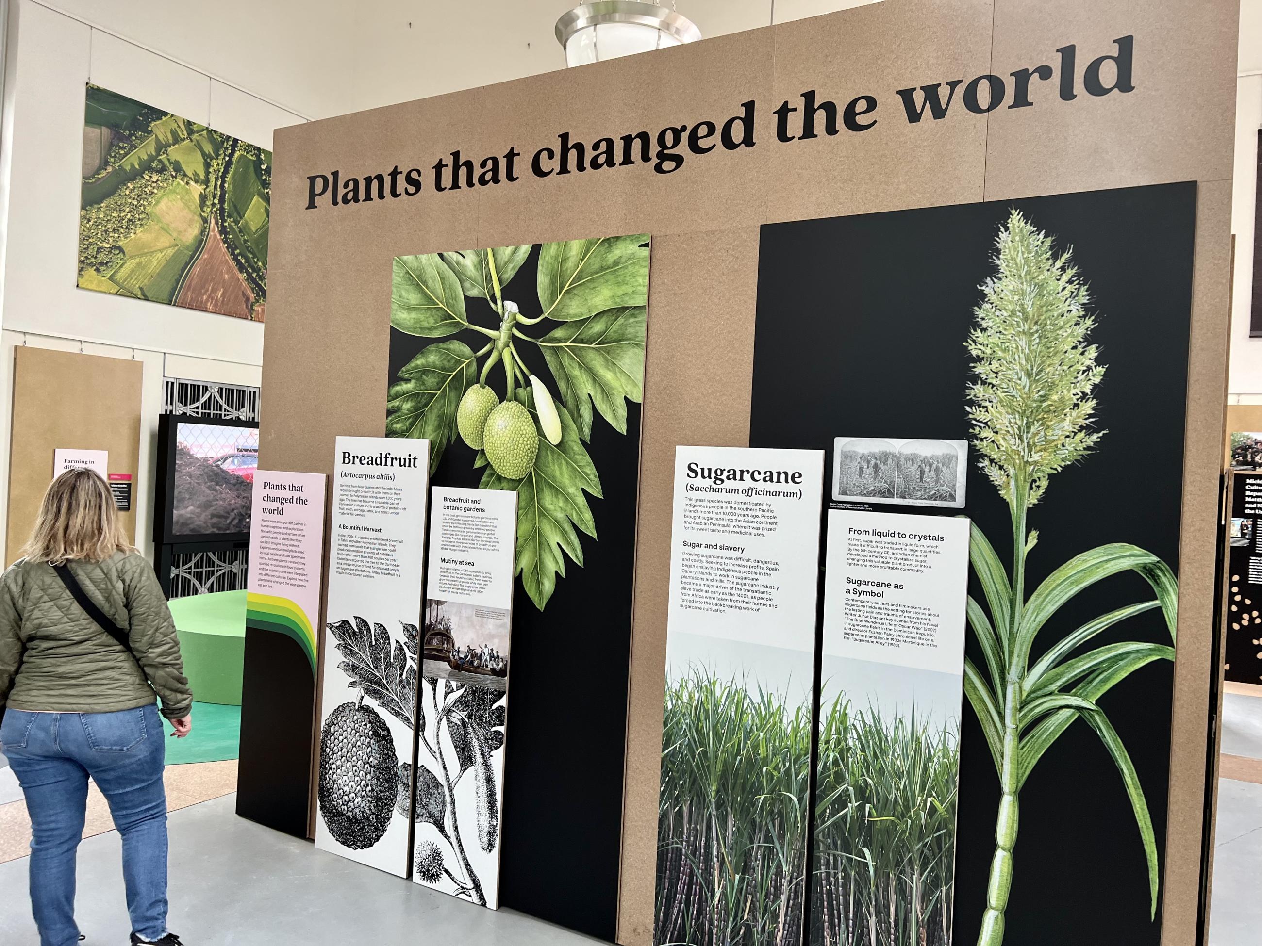 A visitor reads about plants that changed the world