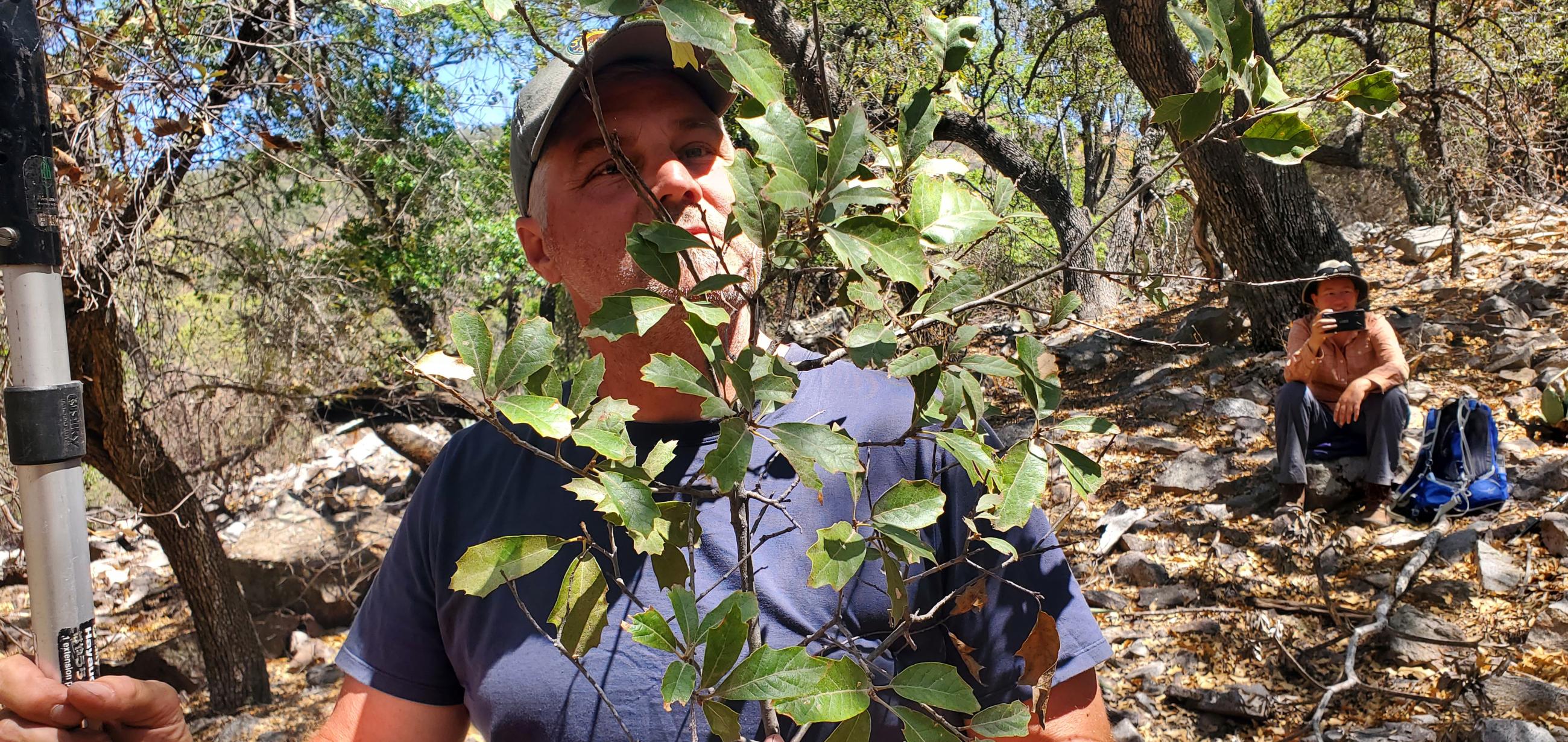 Researcher looks at Quercus tardifolia leaves