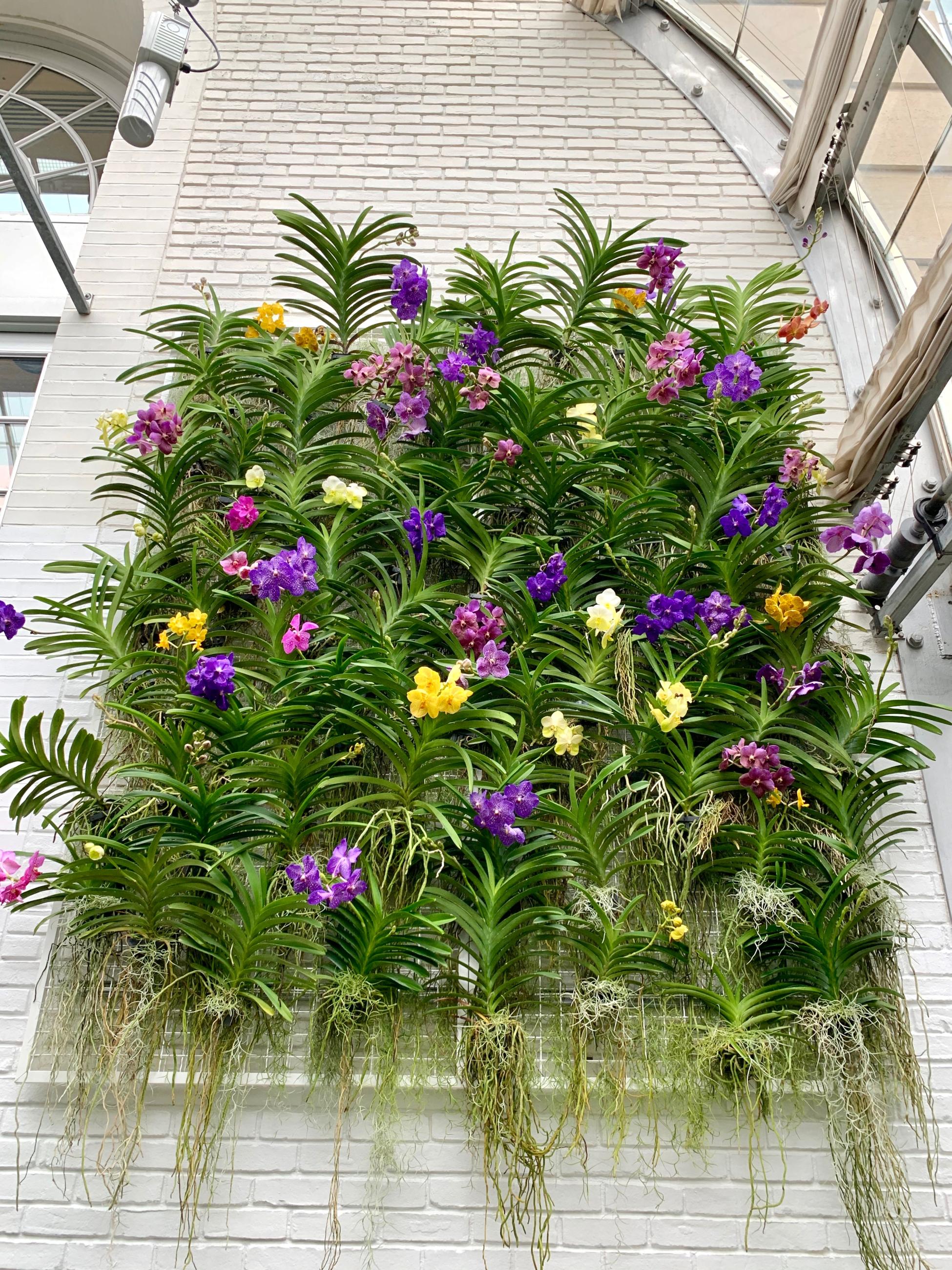 Dozens of orchids with green leaves and purple and yellow flowers hang against a white brick wall