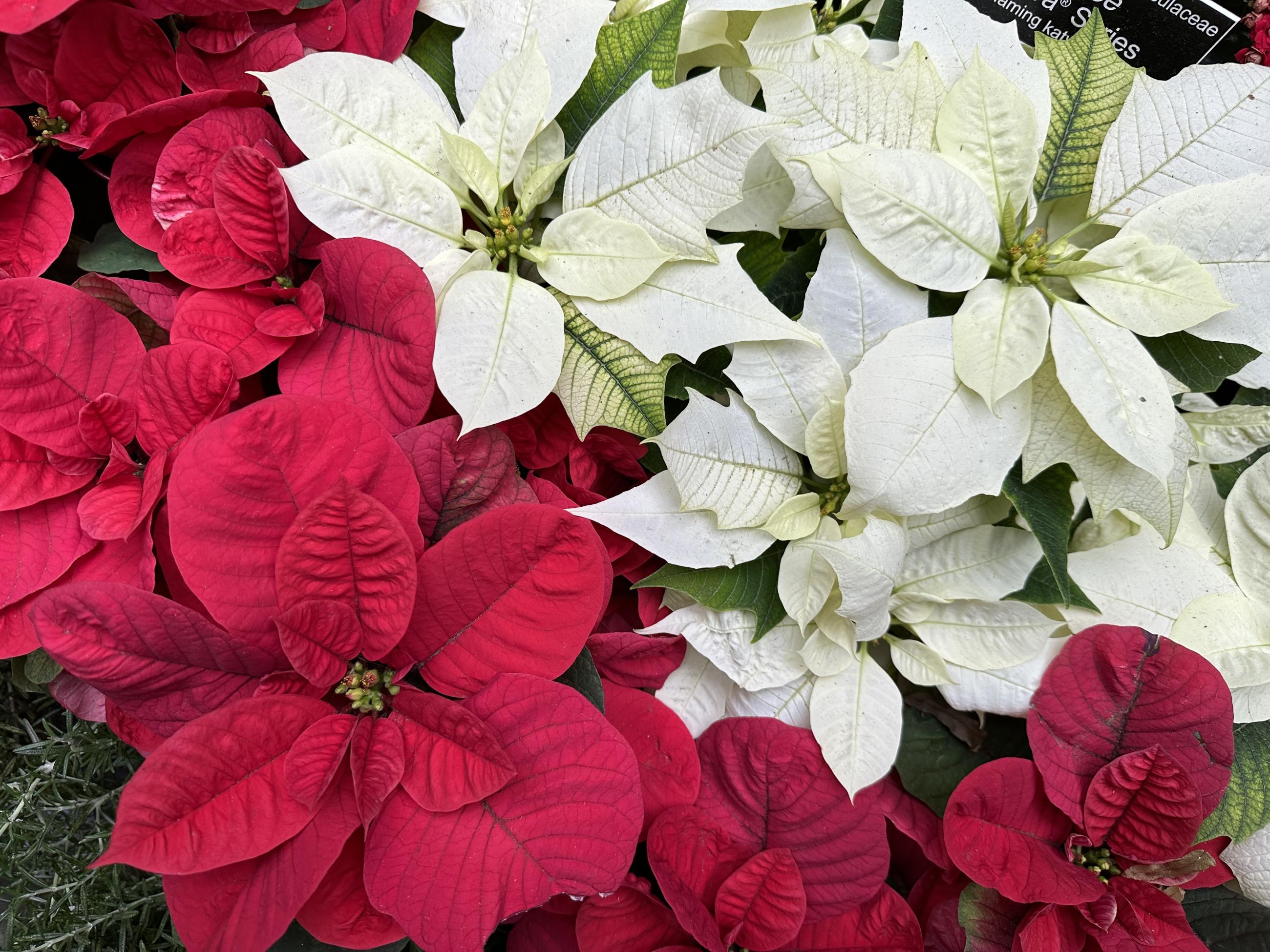 5 red poinsettia plants on the left, with creamy white poinsettias on the right