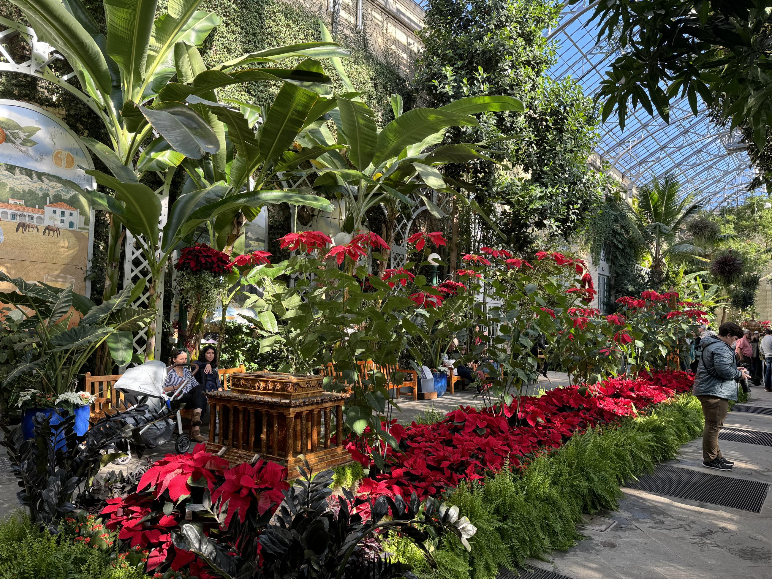 Thousands of vibrant red poinsettia plants in 3-story tall greenhouse, with green ferns alongside and tall banana trees behind