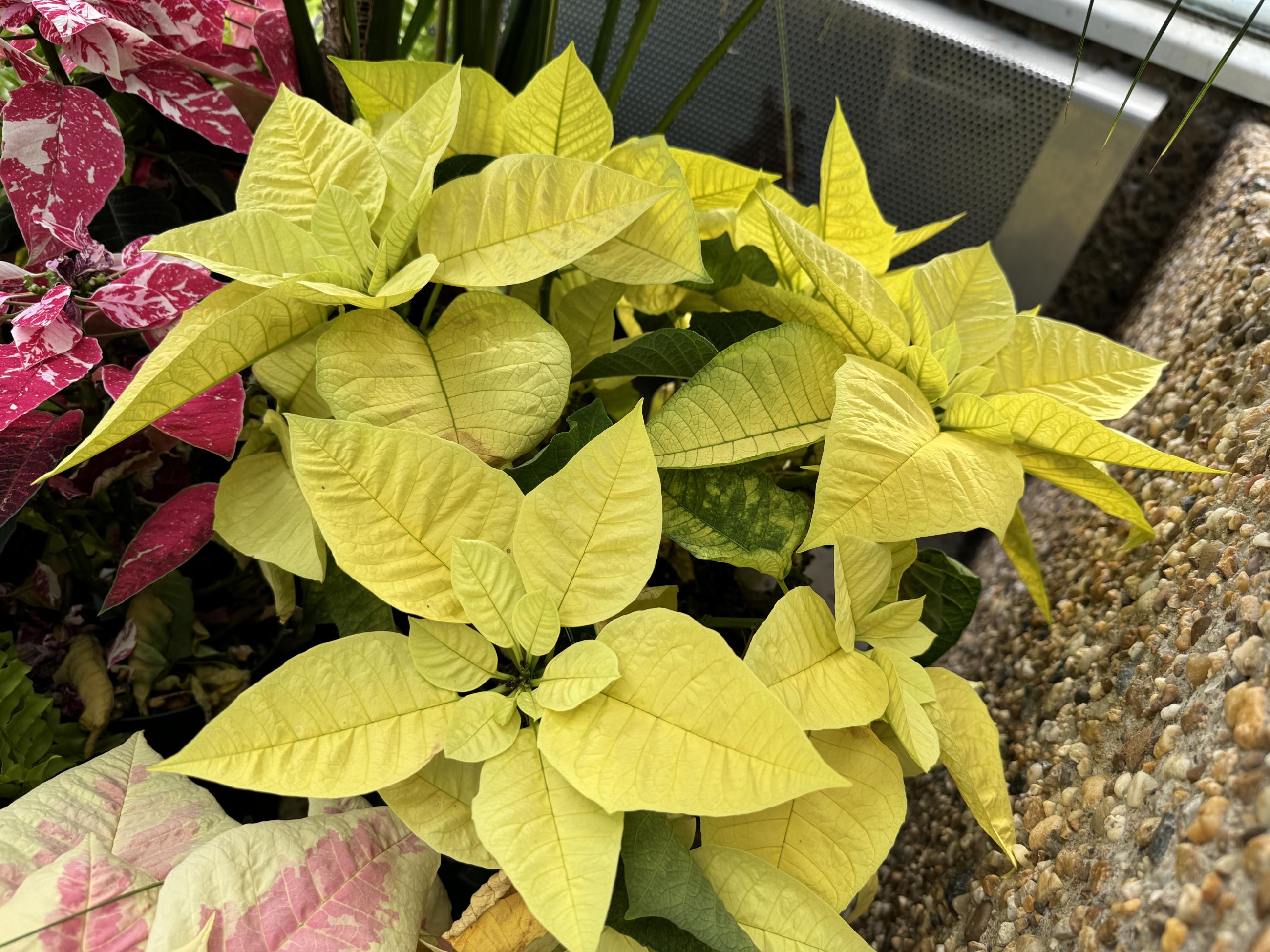 vibrant yellow leaves of a poinsettia plant