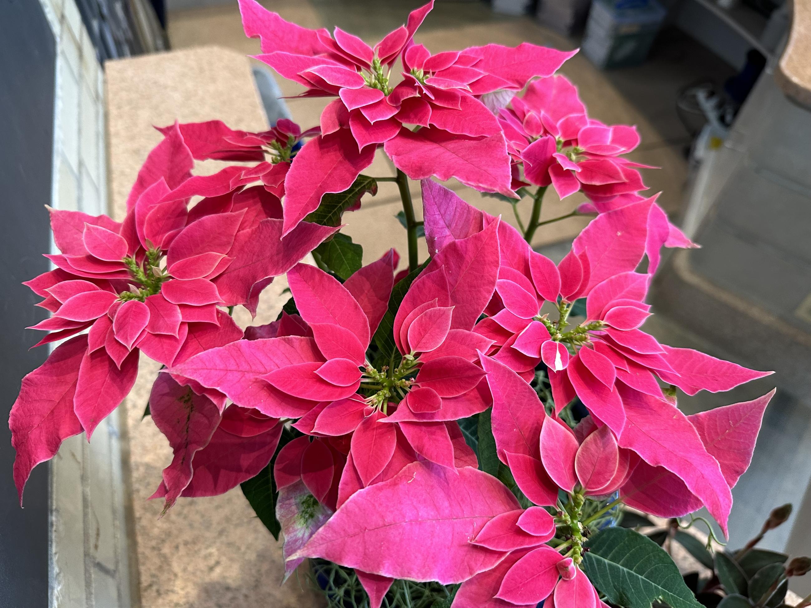 small, hot pink colored leaves of a poinsettia plant