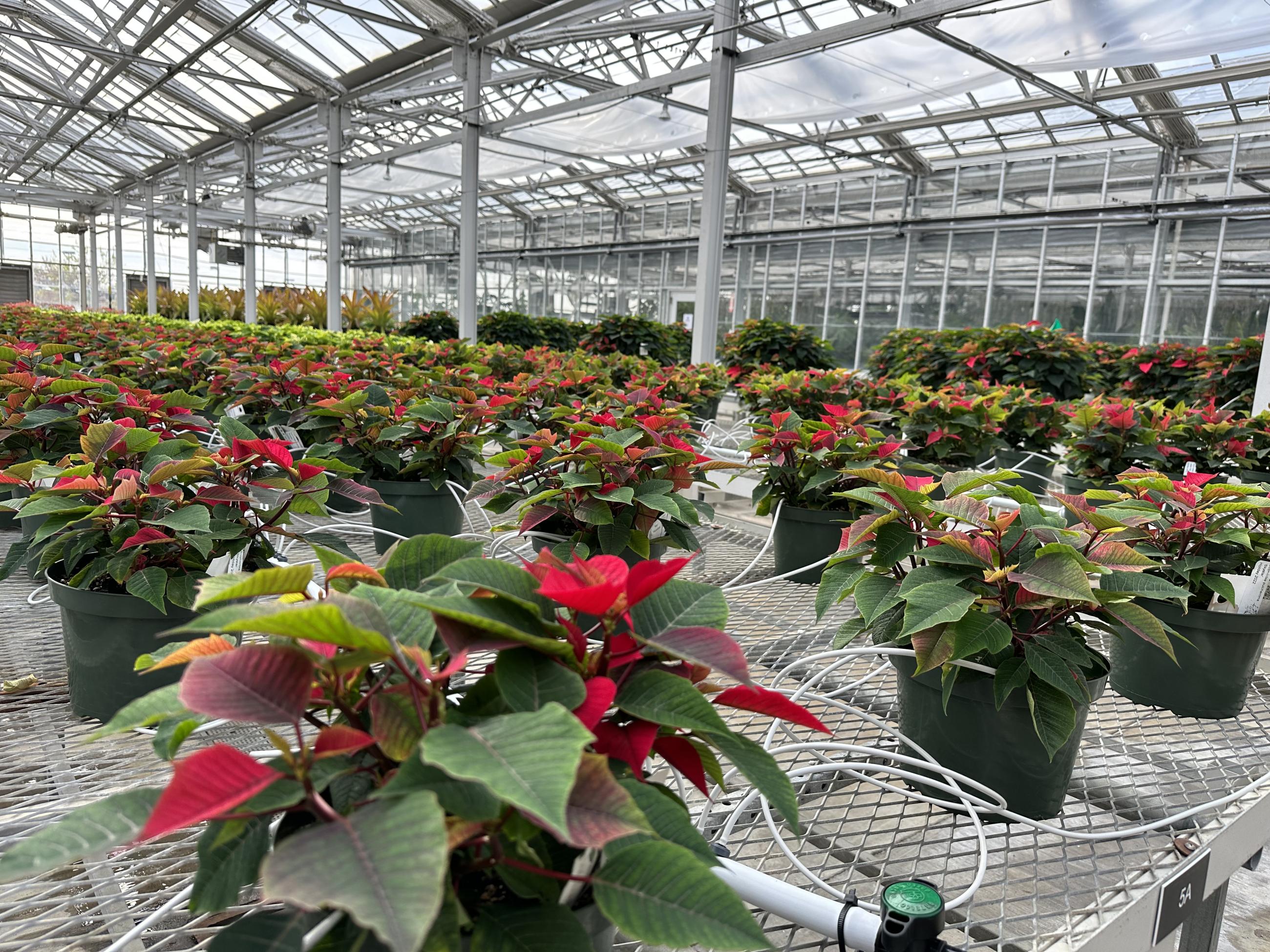 a greenhouse with hundreds of small green poinsettia plants just beginning to color red