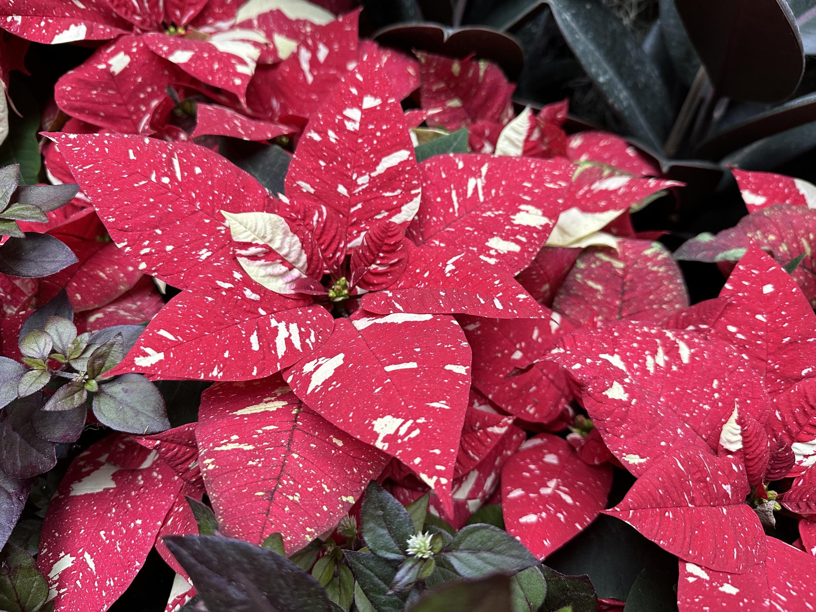 dark red bracts of a poinsettia are flecked with cream colored spotting