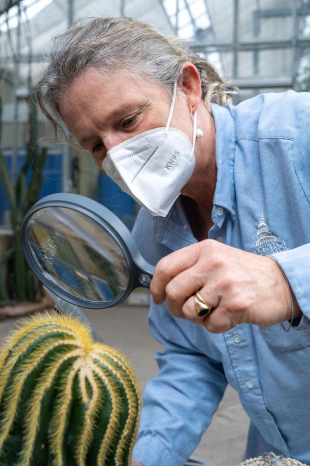 Lee Coykendall studies a cactus in the World Deserts house in preparation for a virtual field trip on plant adaptations.