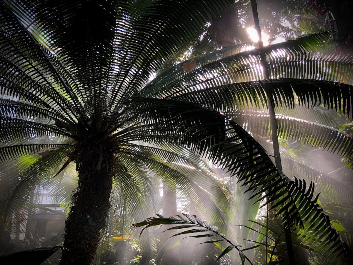 A tall cycad in a greenhouse is backlit by the sun