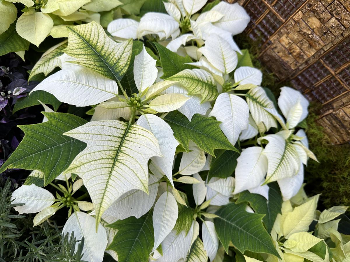 a white poinsettia with green along the center