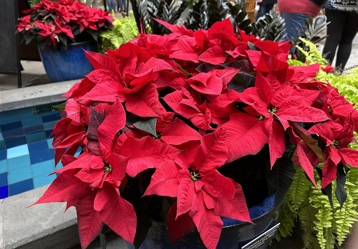 a poinsettia with vibrant red bracts