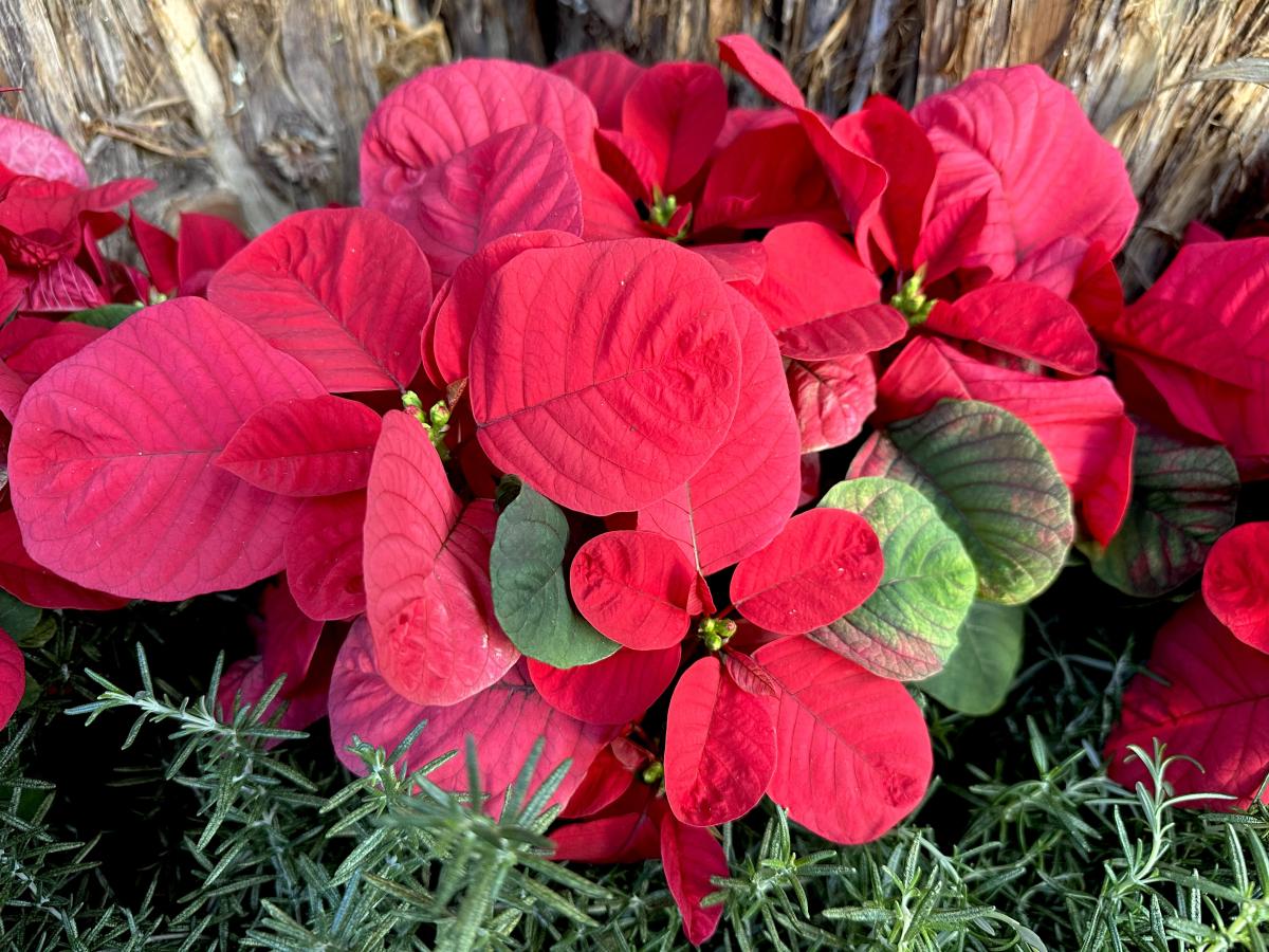 a red poinsettia with rounded bracts