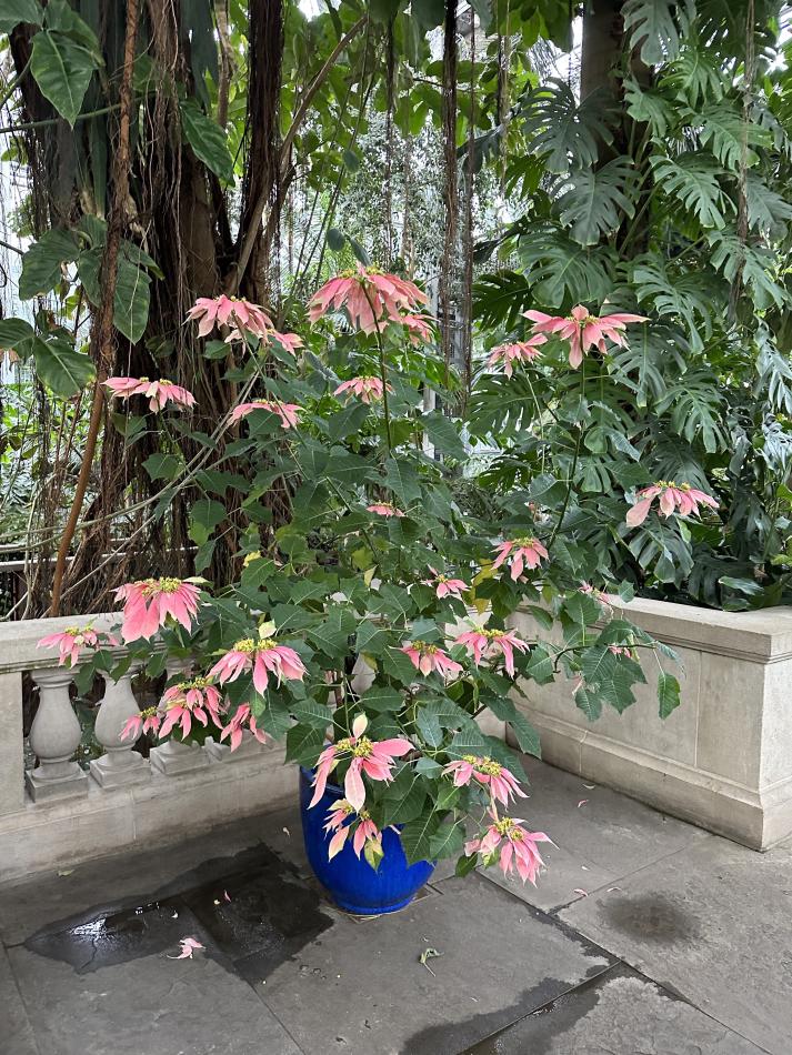 A large, shrubby poinsettia with pink bracts stands 7 feet tall